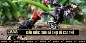 kien-thuc-choi-ga-choi-bia