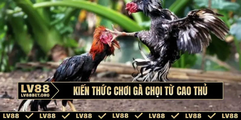 kien-thuc-choi-ga-choi-bia